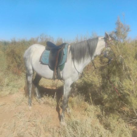 Dar Alfourssane Ferme D'Hote Ouarzazate Luaran gambar