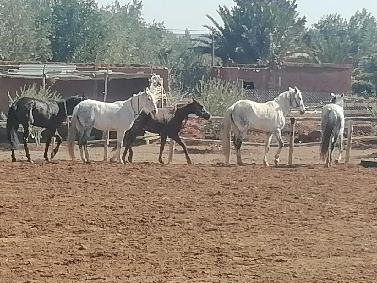 Dar Alfourssane Ferme D'Hote Ouarzazate Luaran gambar