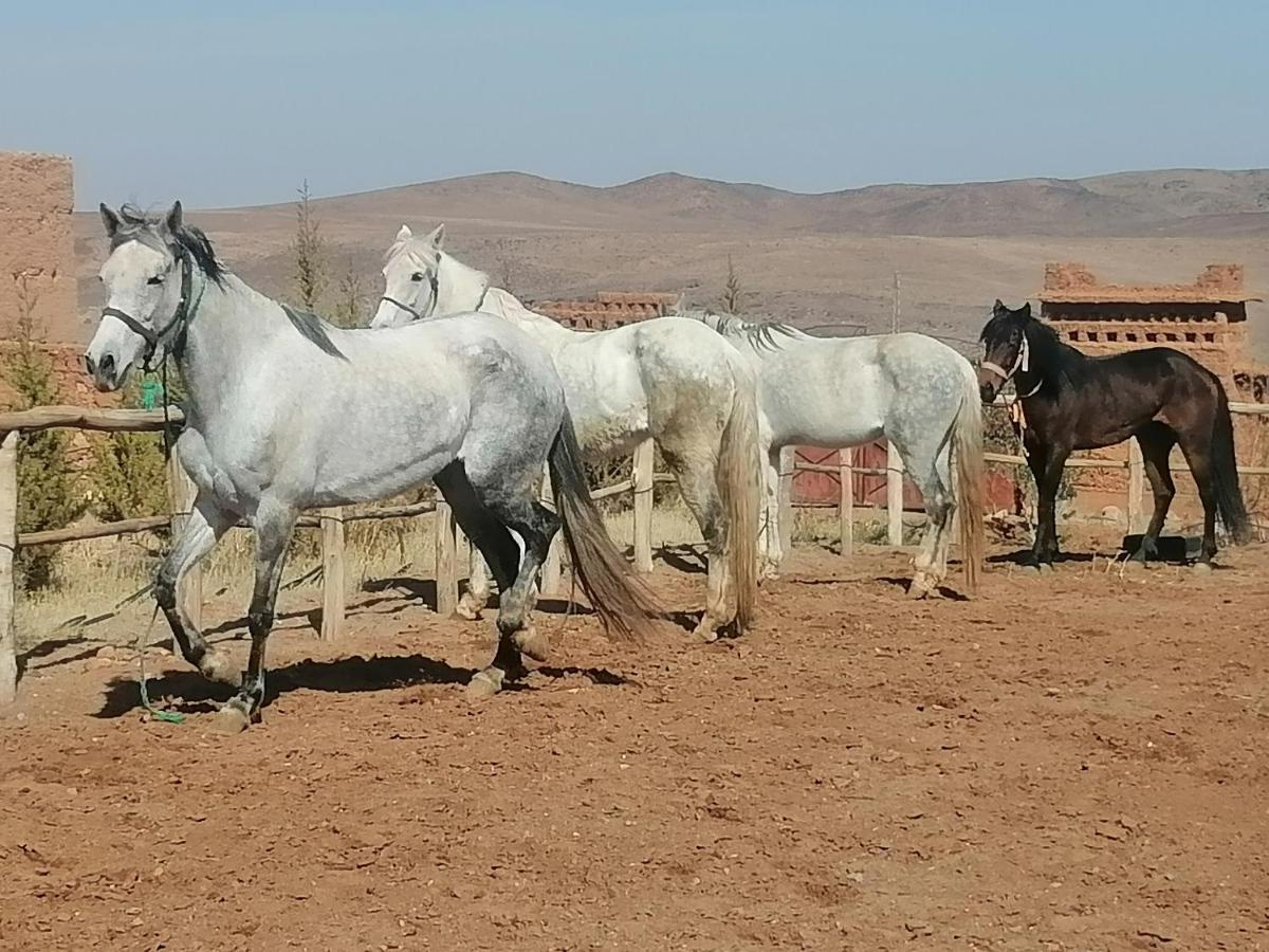 Dar Alfourssane Ferme D'Hote Ouarzazate Luaran gambar