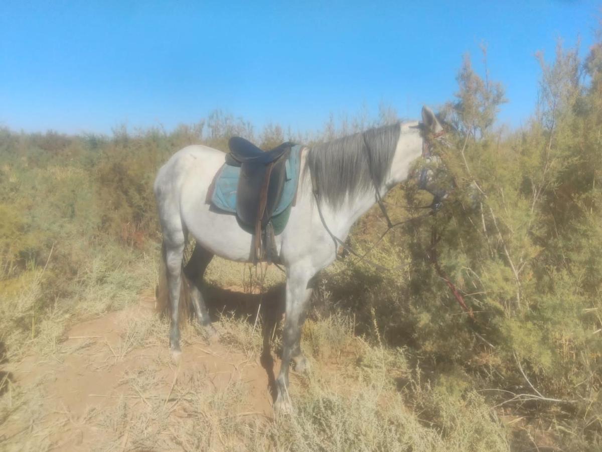 Dar Alfourssane Ferme D'Hote Ouarzazate Luaran gambar