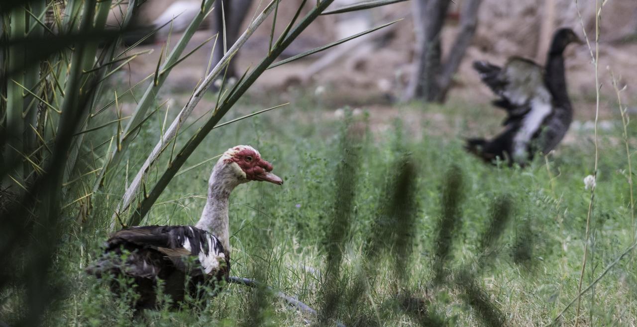 Dar Alfourssane Ferme D'Hote Ouarzazate Luaran gambar