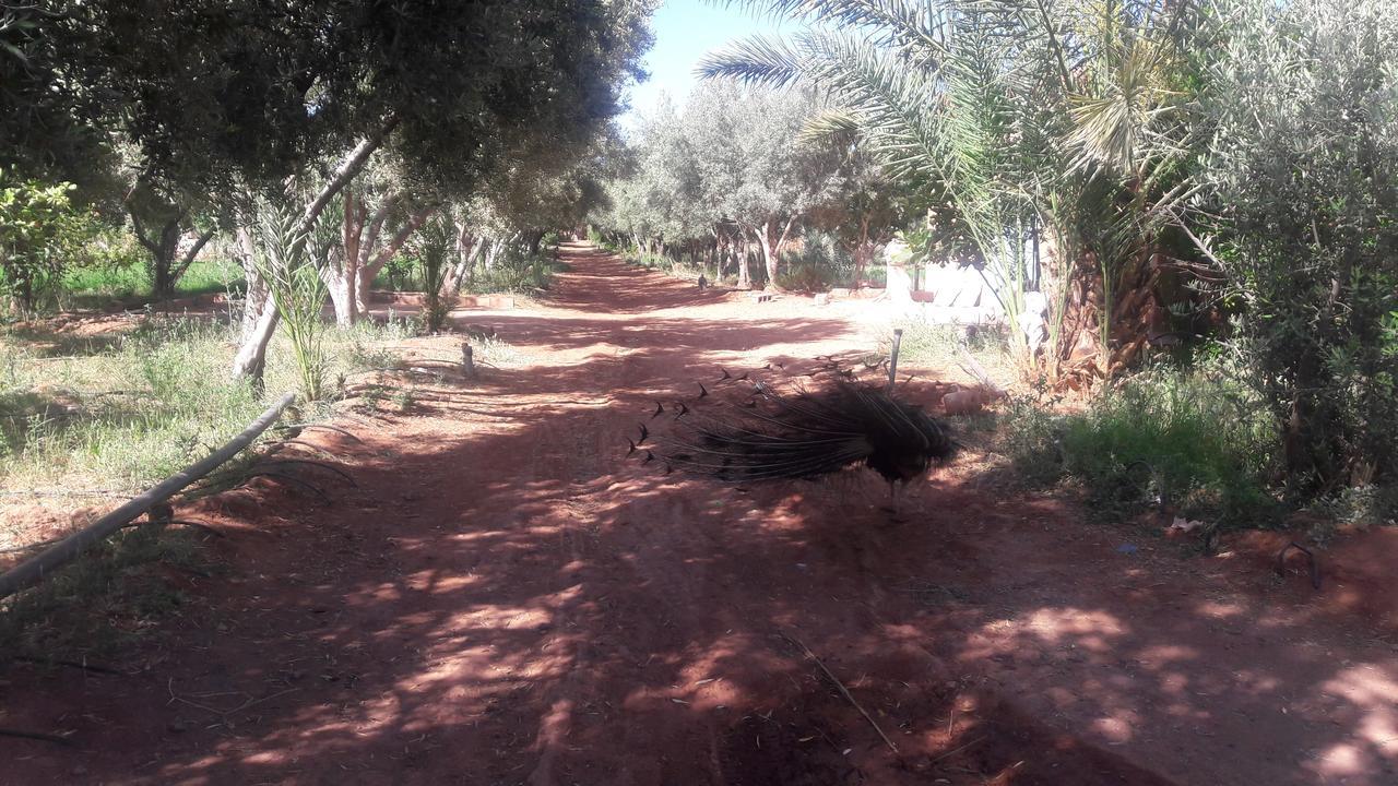 Dar Alfourssane Ferme D'Hote Ouarzazate Luaran gambar