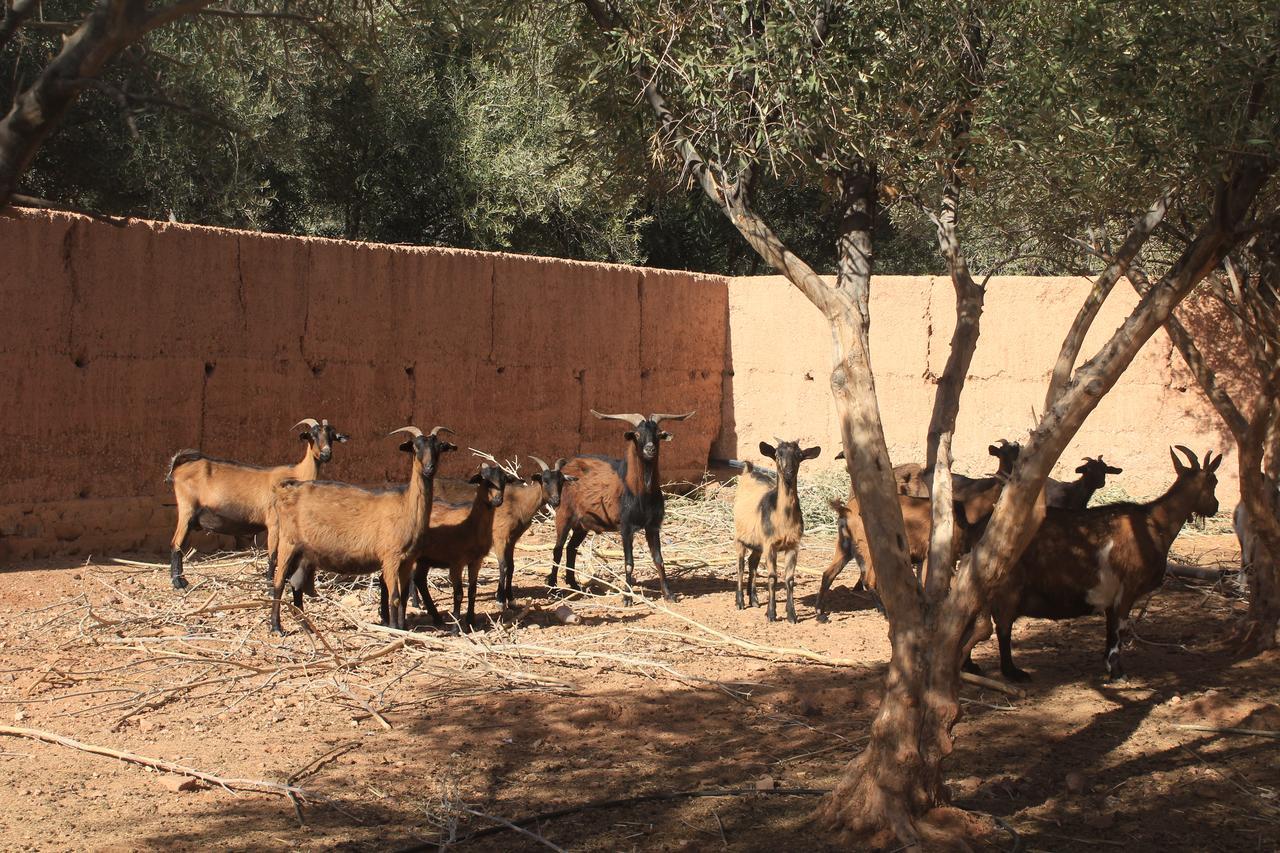 Dar Alfourssane Ferme D'Hote Ouarzazate Luaran gambar