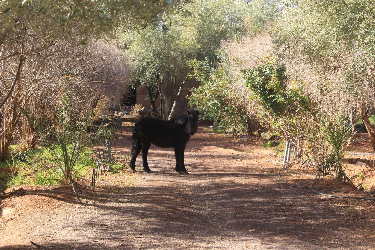 Dar Alfourssane Ferme D'Hote Ouarzazate Luaran gambar